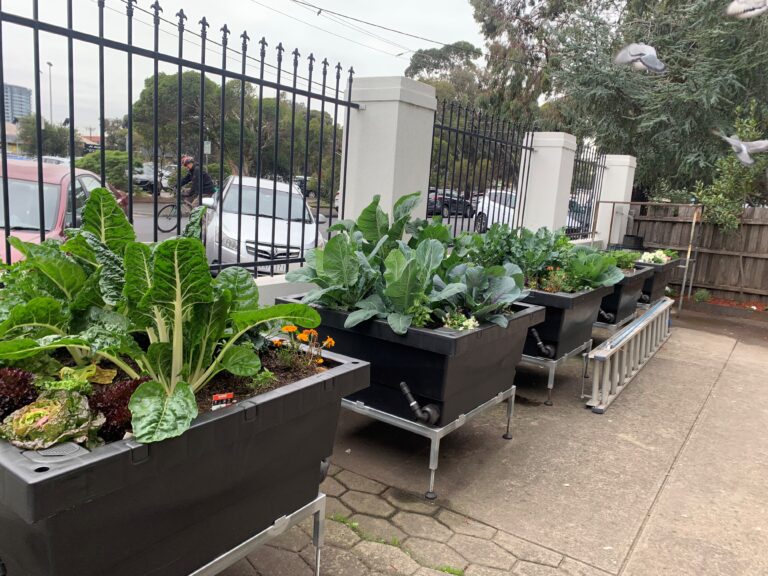 Vegetable patch - Our Daily Bread Coburg